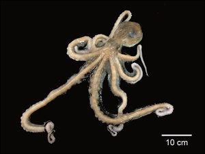 낙지(O. minor) 저울