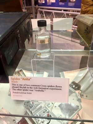 스카이랩에 탑승한 거미 아니타