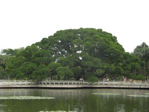 福州國家森林公園}})의 "반얀 킹"