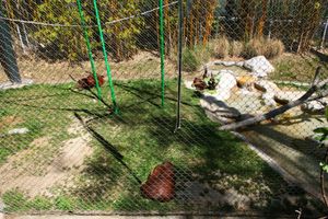 보르네오 오랑우탄