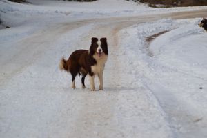 초콜릿 보더 콜리. 수컷.