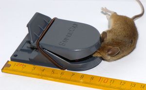 집쥐가 있는 플라스틱으로 만든 쥐덫