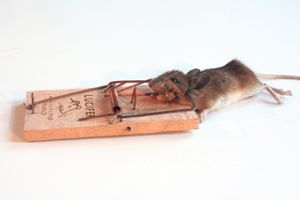 스프링 장착 바 덫에 갇힌 사슴쥐