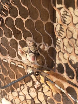 살아있는 쥐를 잡는 쥐덫