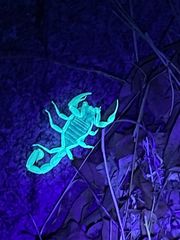 랜초미라지에서 발견되는 전갈