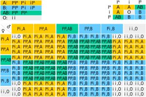 단순화된 푸네트 사각형. 부모의 유전자형에 따른 자녀의 가능한 혈액형 표현형을 보여준다.