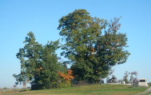 게티즈버그 전장의 나무 숲과 "남부 연합의 최고 수위"; 북쪽을 바라봄