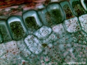 옥수수속 종자의 현미경 사진