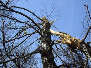 사고기가 충돌한 나무