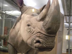 로열 온타리오 박물관에 전시된 박제된 표본