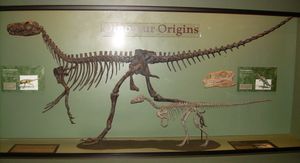 헤레라사우루스(대)와 에오라프토르 (소)의 전체 골격과 플라테오사우루스의 두개골