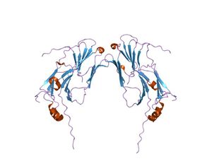 작은 진핵생물의 열 충격 단백질 예시