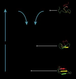 접힌 폴리펩타이드 사슬이 고유 구조를 갖는 에너지 깔때기