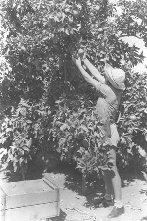 오렌지 농장에서 일하는 여성, 키부츠 나안