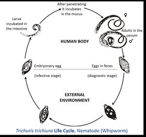 사람의 몸 안팎에서의 편충 Trichuris trichiura의 생활 주기