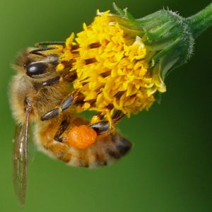 비폴렌을 운반하는 서양 꿀벌