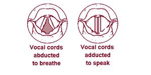 성대가 벌어지고 모아짐