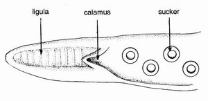 문어류의 교접기