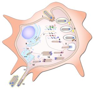 마르부르크 바이러스 복제 주기