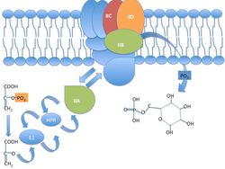만노스 XYZ 투과효소 복합체: 고에너지 인산을 기증하는 PEP의 진입은 수송 시스템을 통해 전달되어 궁극적으로 만노스(이 예시에서는 다른 헥소스 당일 수 있음)의 진입을 돕고 만노스-6-인산의 형성을 유발한다.