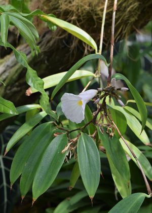 일열 사생의 잎차례를 갖는