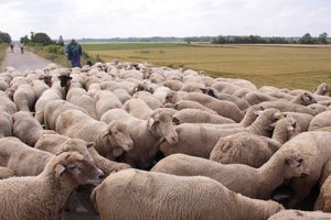 베르제니는 메겔레게데스가 사는 전원적인 삶을 이상화한다.