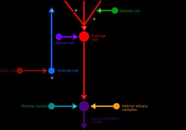 소뇌 피질의 신경 경로