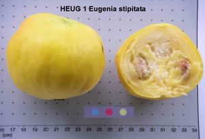 Eugenia stipitata 열매