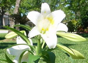 백합꽃 부분을 잘라낸 이미지