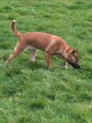 크리시포스는 개가 추론한다고 주장했다.