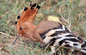 머리 근육은 후투티가 땅에 부리를 넣을 때 부리를 열 수 있게 해준다