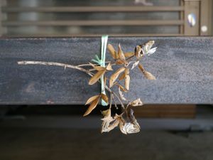 악귀를 쫓기 위해 집 입구에 놓인 정어리 머리 부적