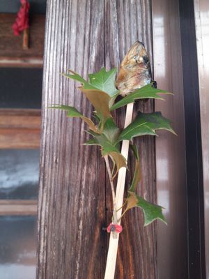 문에 꽂아둔 히이라기이와시