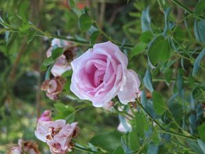 다마스크 장미 (R. damascena trigintipetala)의 꽃, 타이프