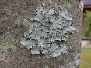 균류와 조류의 공생 생물인 지의류. 이 관계는 절대적 상리공생에 해당한다.