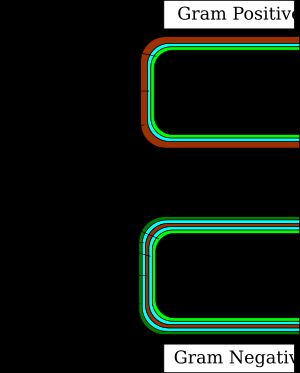 그람 양성균(위)과 음성균(아래)의 세포벽 구조 비교