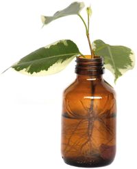 물에서 뿌리내리는 무화과 꺾꽂이