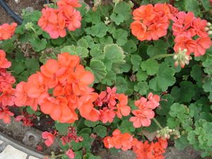 페라고늄(관상용 제라늄)은 씨앗과 꺾꽂이로 번식한다.