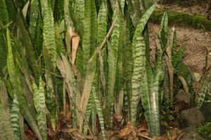 산세베리아는 잎 꺾꽂이 또는 분할로 번식한다(반점이 있는 식물은 분할을 통해서만 노란색 가장자리를 유지한다).