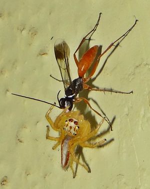 거미벌과가 둥지에 대량 공급하기 위해 점핑 거미를 끌고 가고 있다.