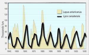 눈덧신토끼 (Lepus americanus)와 캐나다스라소니 (Lynx canadensis)의 모피 포획수 변동 그래프. 피식자인 눈덧신토끼의 증감을 뒤따라 포식자인 캐나다스라소니가 증감한다. (로트카-볼테라 방정식 참조).