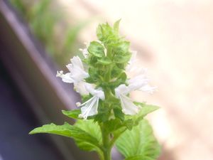 이탈리아 바질의 꽃