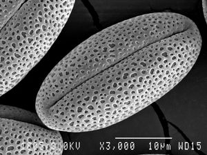 주사 전자 현미경으로 촬영한 붉은 꽃의 꽃가루. 주사 전자 현미경은 화분학에서 중요한 도구이다.