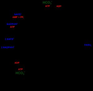 3-하이드록시프로피온산 회로 파트 1