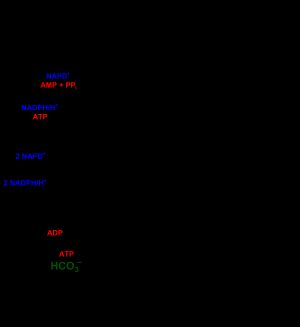 3-하이드록시프로피온산 회로 파트 2