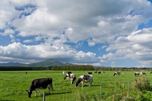 소 등의 반추동물의 소화기관에는 다량의 메탄균이 존재하며, 메탄을 생성한다.