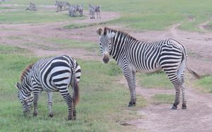 그레비 얼룩말 × 평원 얼룩말의 잡종.