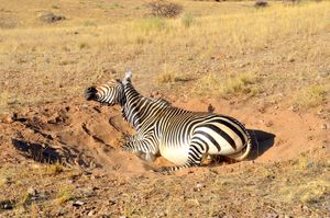 Mountain zebra dust bathing