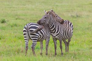 A pair of Plains zebra facing each other and rubbing heads on the others body