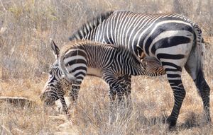 Mountain zebra suckling a foal